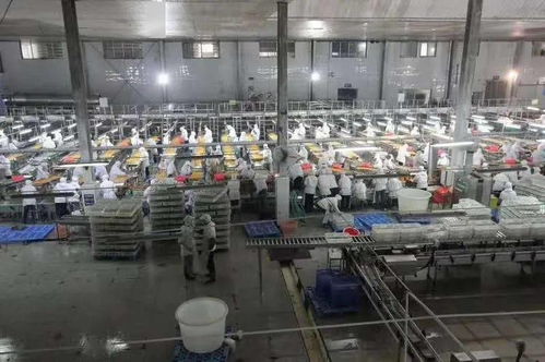 湖北食品厂季节性员工招聘启事 共创美味，同绘未来